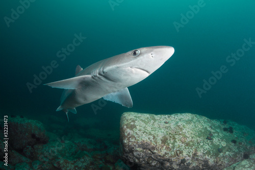 Curious spiny dogfish shark