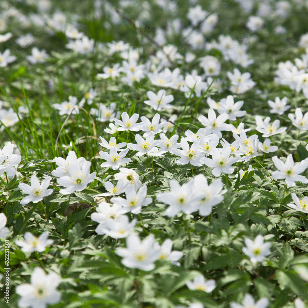 anemone anemone
