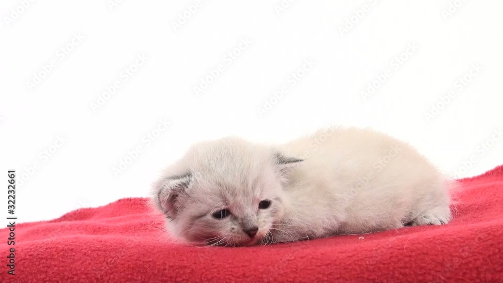 Cute newborn kitten lying down on red blanket Cute newborn kitten lying down on red blanket