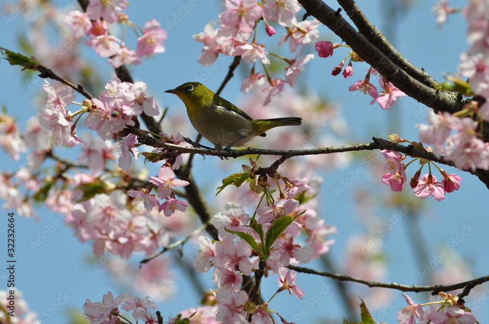 河津桜とメジロ 河津桜とメジロ