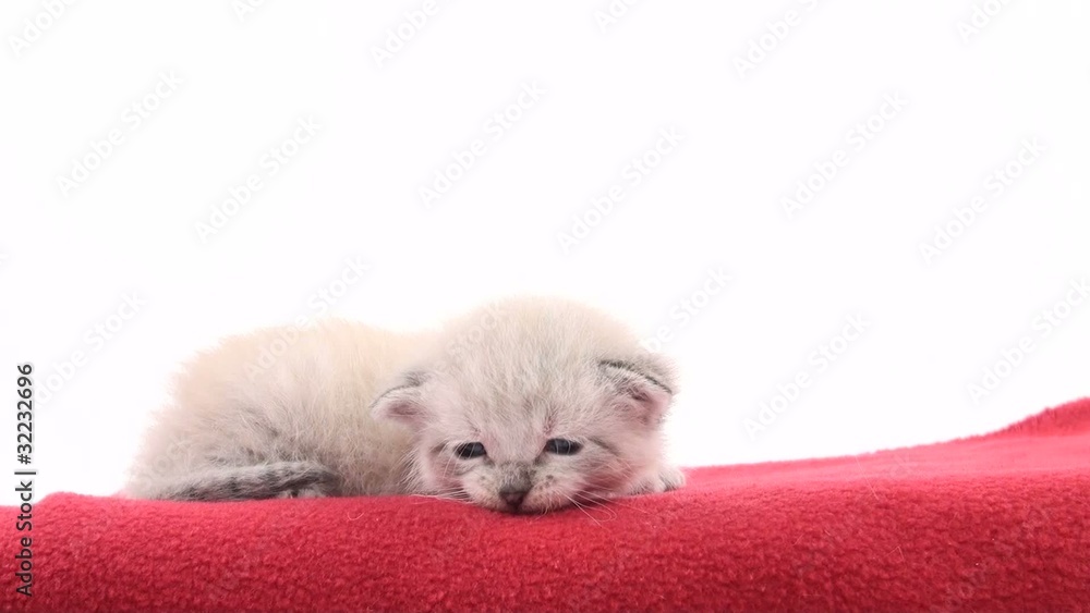 Cute newborn kitten lying down on red blanket Cute newborn kitten lying down on red blanket