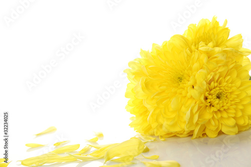 Fototapeta Naklejka Na Ścianę i Meble -  Yellow chrysanthemums
