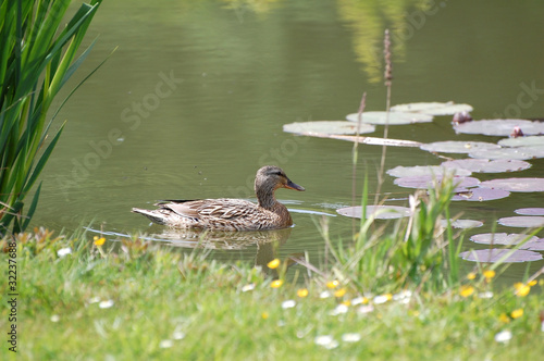 canard photo