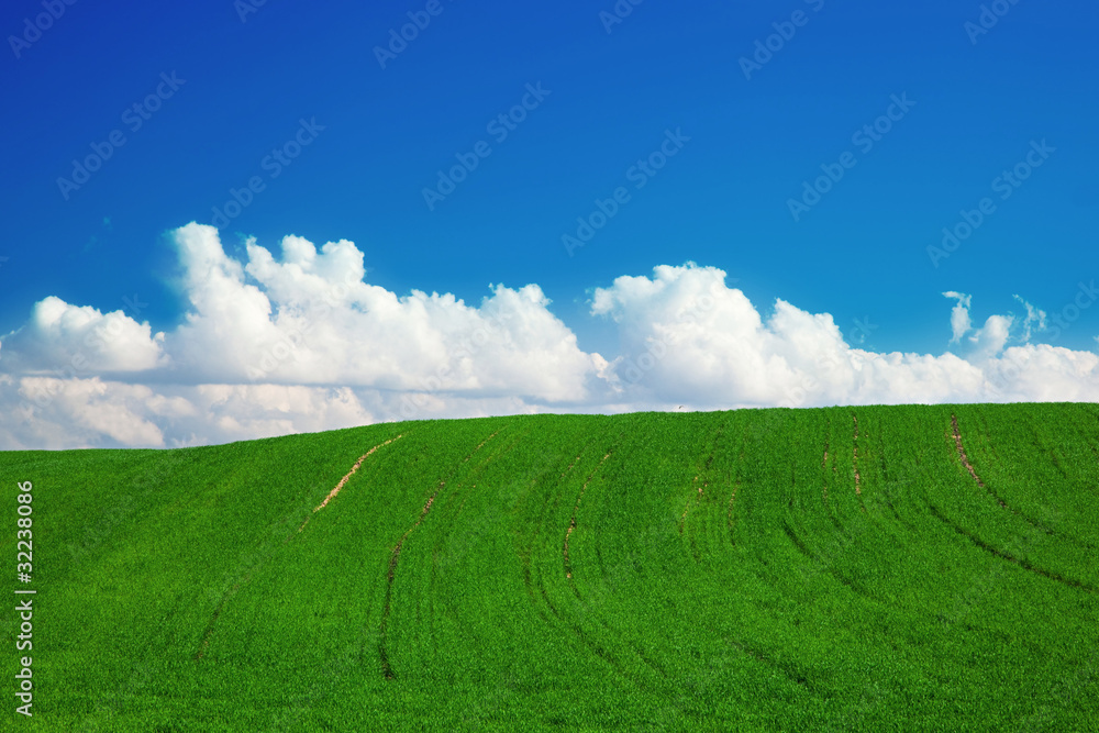 Naklejka premium Summer field with green grass and blue sky