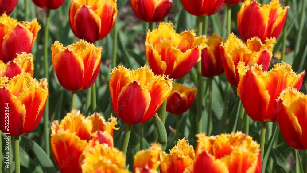 closeup of flowerbed with orange and yellow tulips closeup of flowerbed with orange and yellow tulips