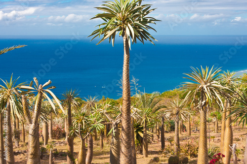 forêt de pachipodiums, palmiers épineux de Madagascar