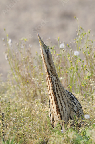 Tarabuso, Botaurus stellaris, Bittern