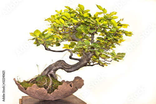 Bonsai improved photo