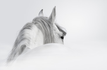Papier peint photo Le salon Andalusian horse in a mist  © Kseniya Abramova