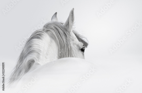 Fototapeta Koń andaluzyjski we mgle do pokoju
