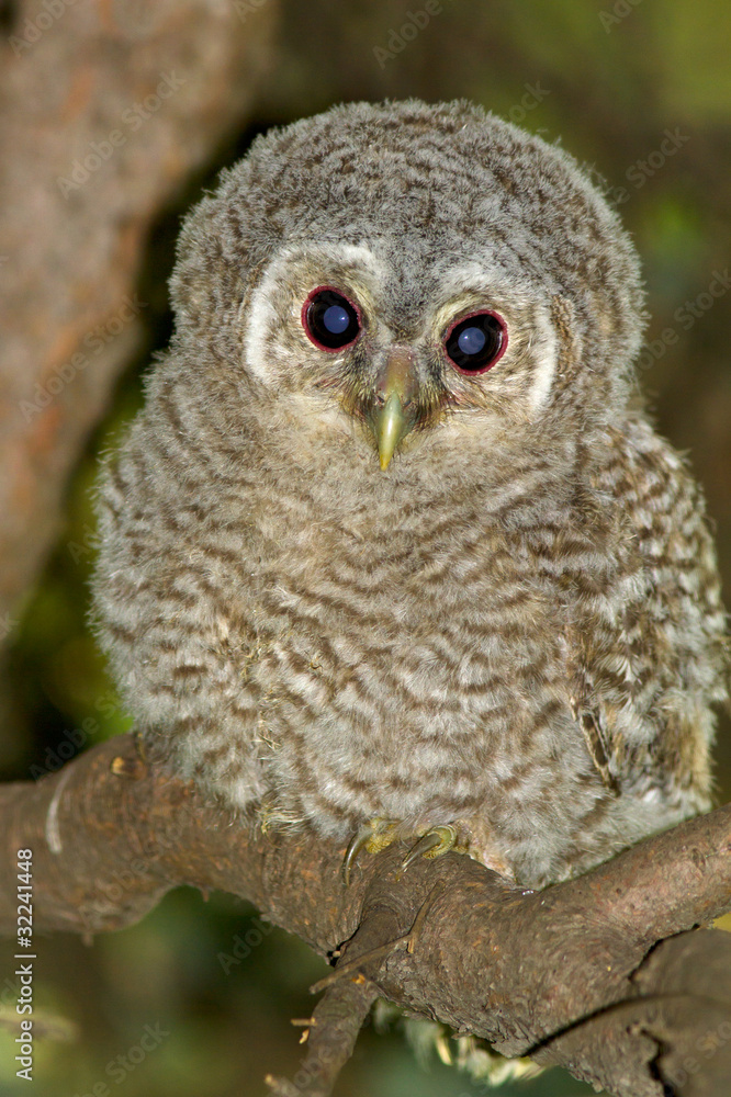Wild baby Tawny owl sitting on a branch