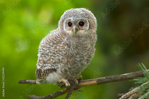 Wild baby Tawny owl sitting on a branch