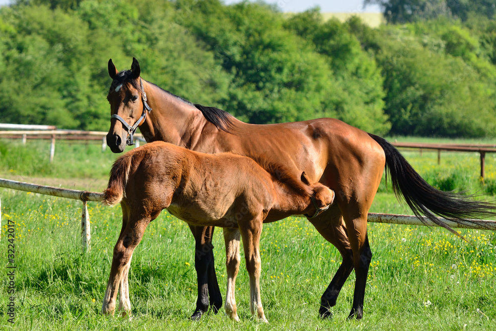 Obraz premium close to mother