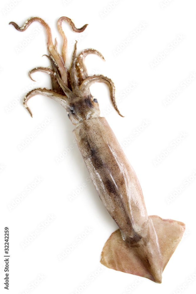 Fototapeta premium nice fresh squid isolated on white background