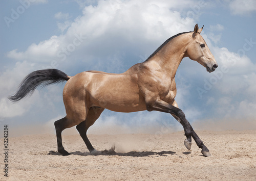 dun akhal-teke horse on a desert