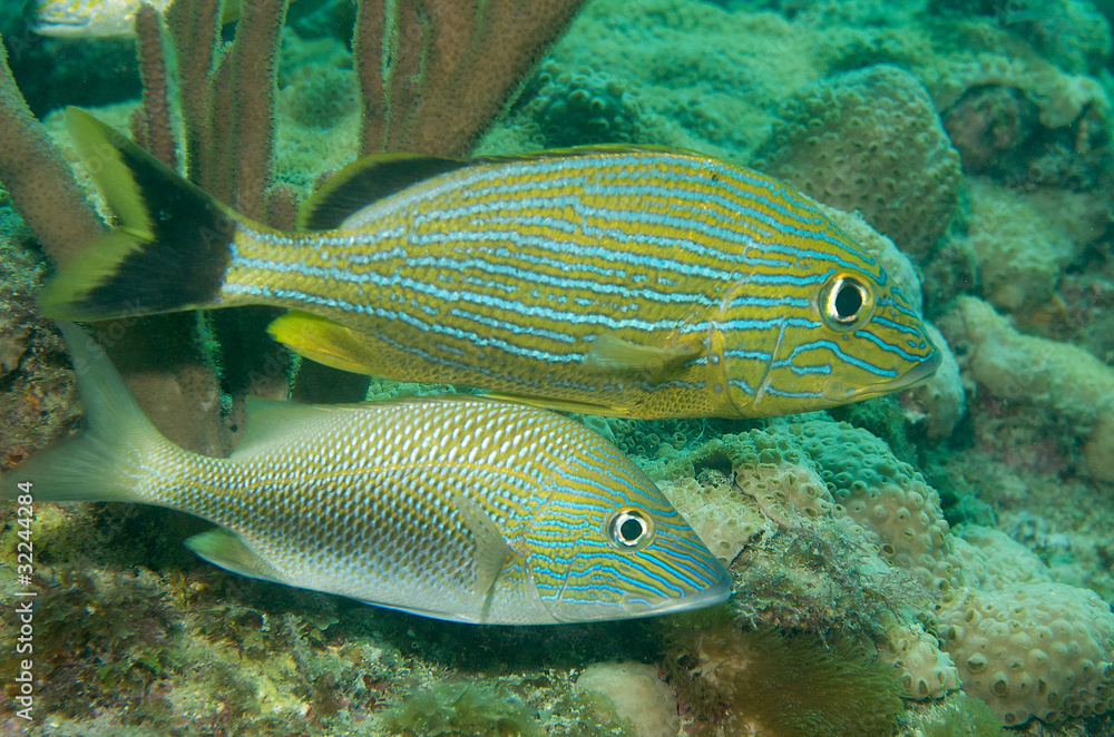 Fototapeta premium Bluestriped Grunt and White Grunt, picture taken in Florida.