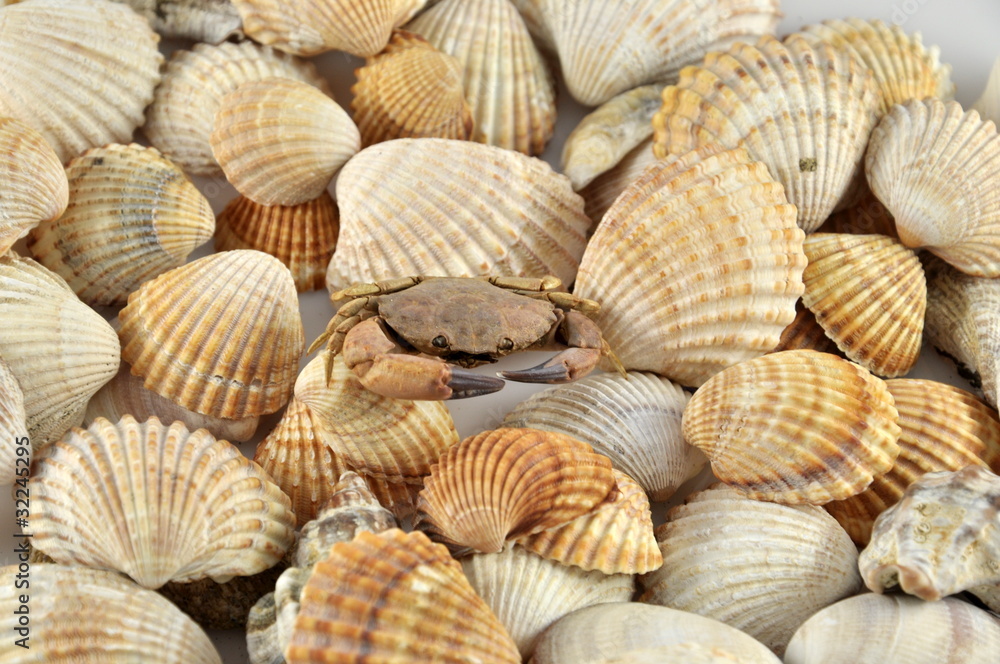 conchiglie con granchio conchiglie con granchio