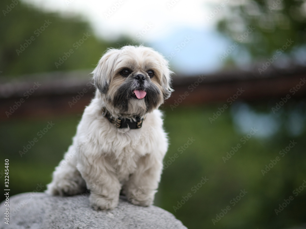 Cute funny shih tzu breed dog outdoors barking