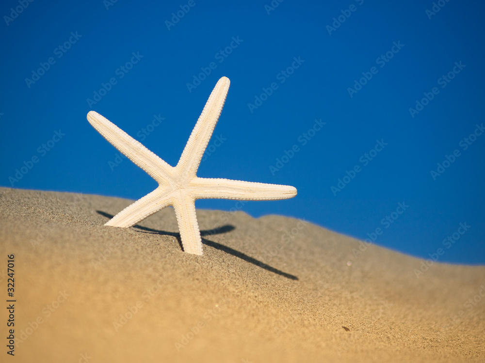 Starfish on a sand beach Starfish on a sand beach