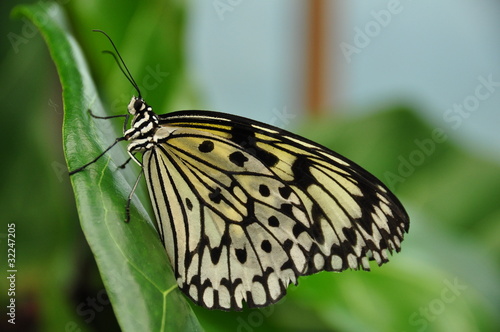 White Tree Nymph Butterfly photo