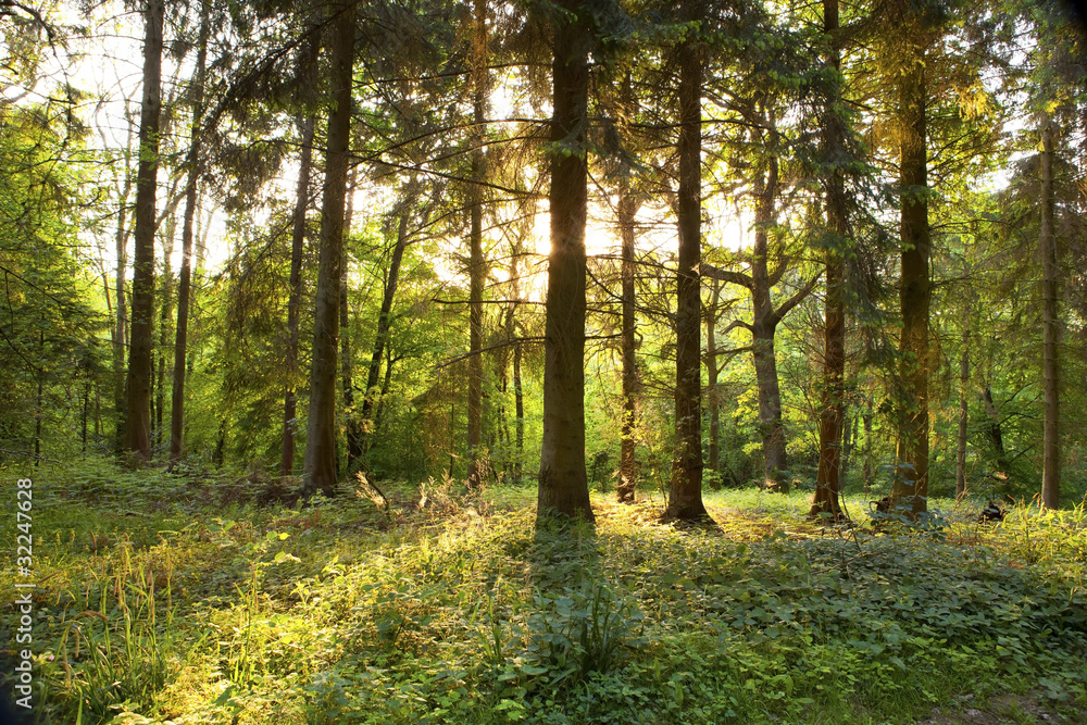 Fototapeta premium Sunset through spring forest.