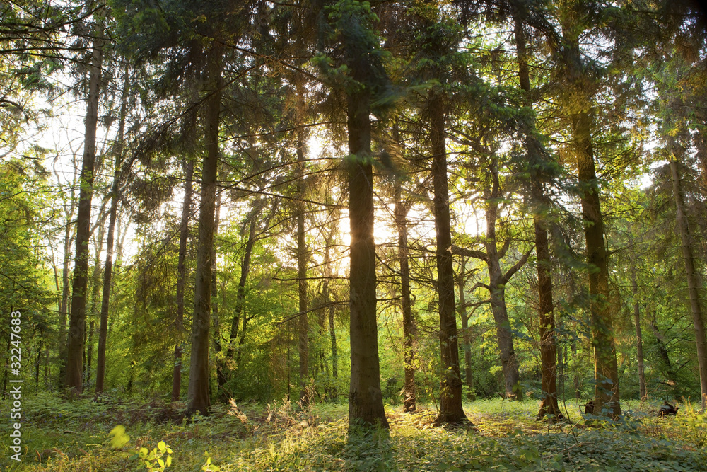 Fototapeta premium Springtime forest.