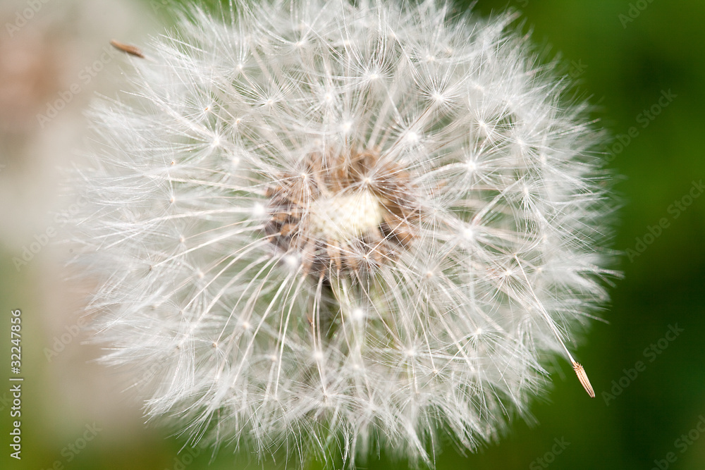 dandelion against the background of green grass dandelion against the background of green grass