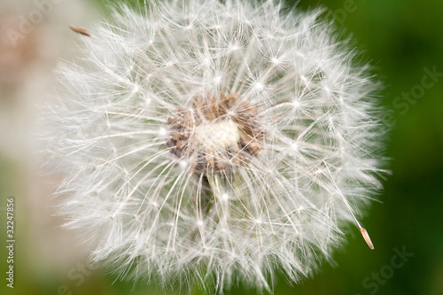 dandelion against the background of green grass