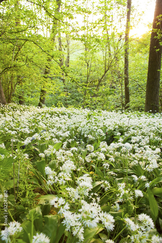 Fototapeta Naklejka Na Ścianę i Meble -  Springtime wild garlic forest. Lineover wood, Cheltenham.