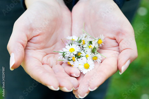 camomile in the hands of women