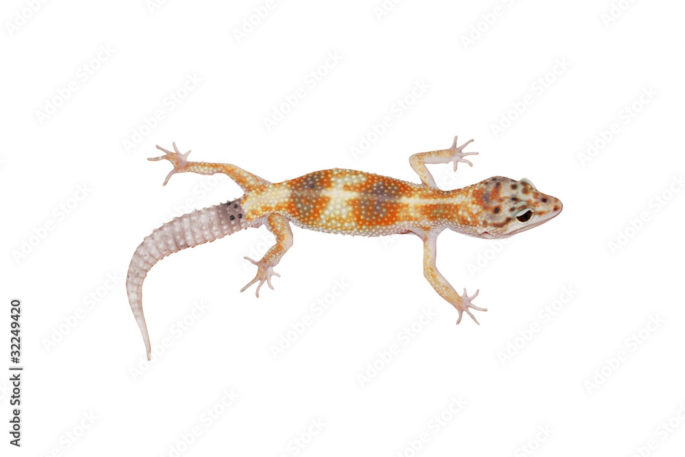 Naklejka premium Leopard Gecko