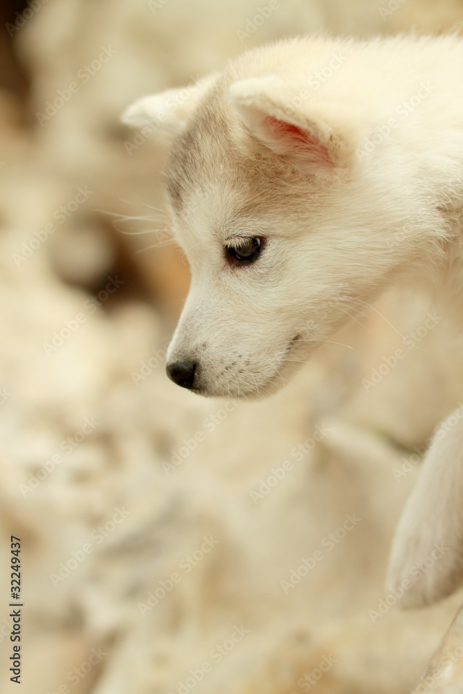 Obraz premium Alaska Puppies