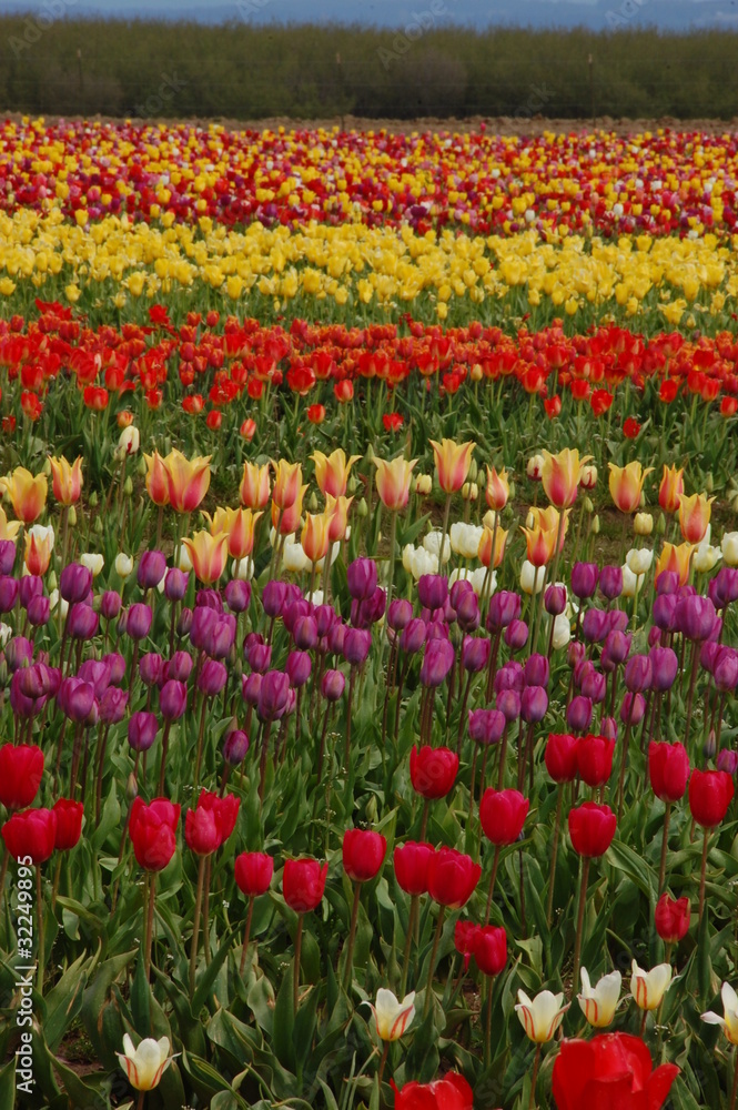 Tulip field Tulip field