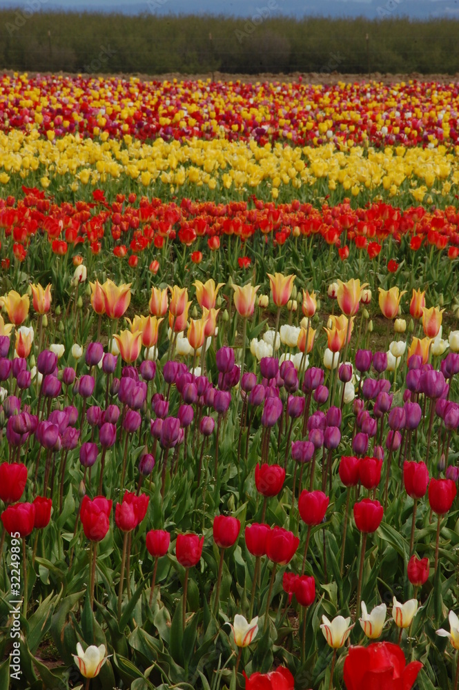 Tulip field