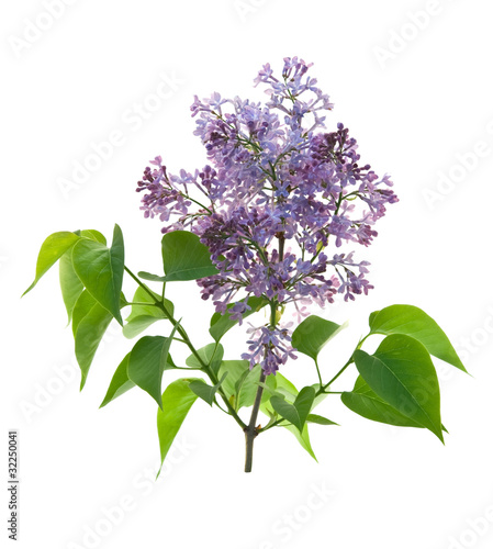 branch lilac