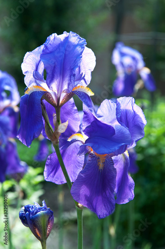 iris fiori 1301
