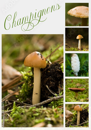 composition champignons