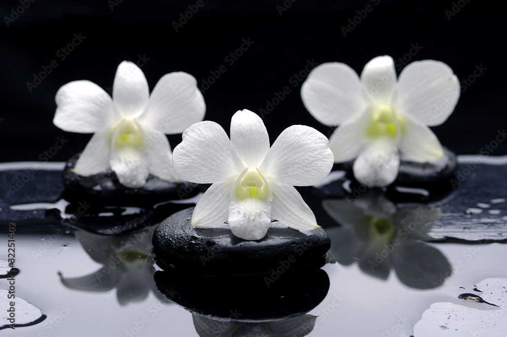 Spa Still life with beautiful white orchid on therapy stones Spa Still life with beautiful white orchid on therapy stones