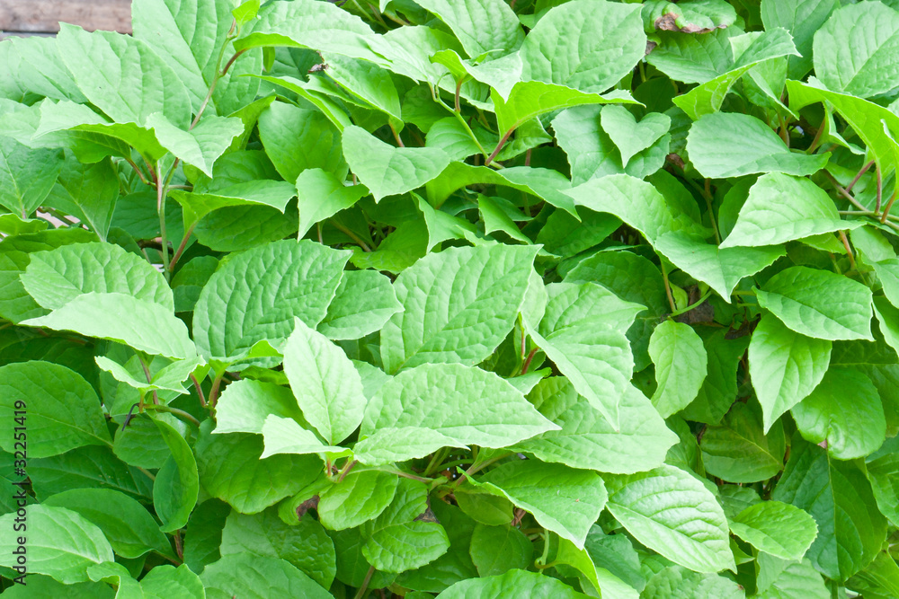 Green foliage Green foliage