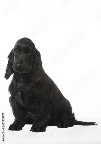 Fototapeta jeune cocker spaniel noir assis de trois quart