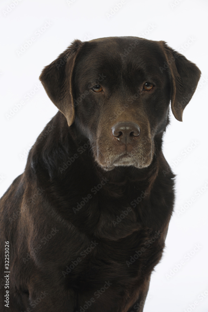 portrait du labrador chocolat