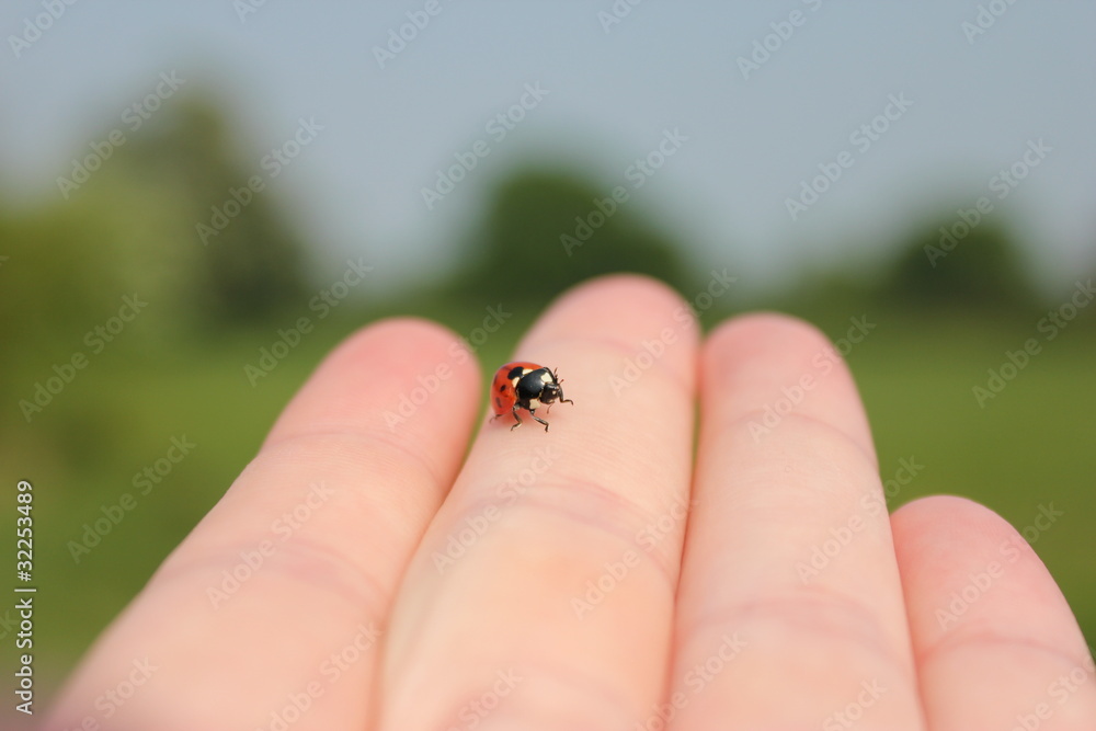 Ladybug on Hand