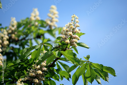 Flowering branches of chestnut (Aesculus hippocastanum) on the b