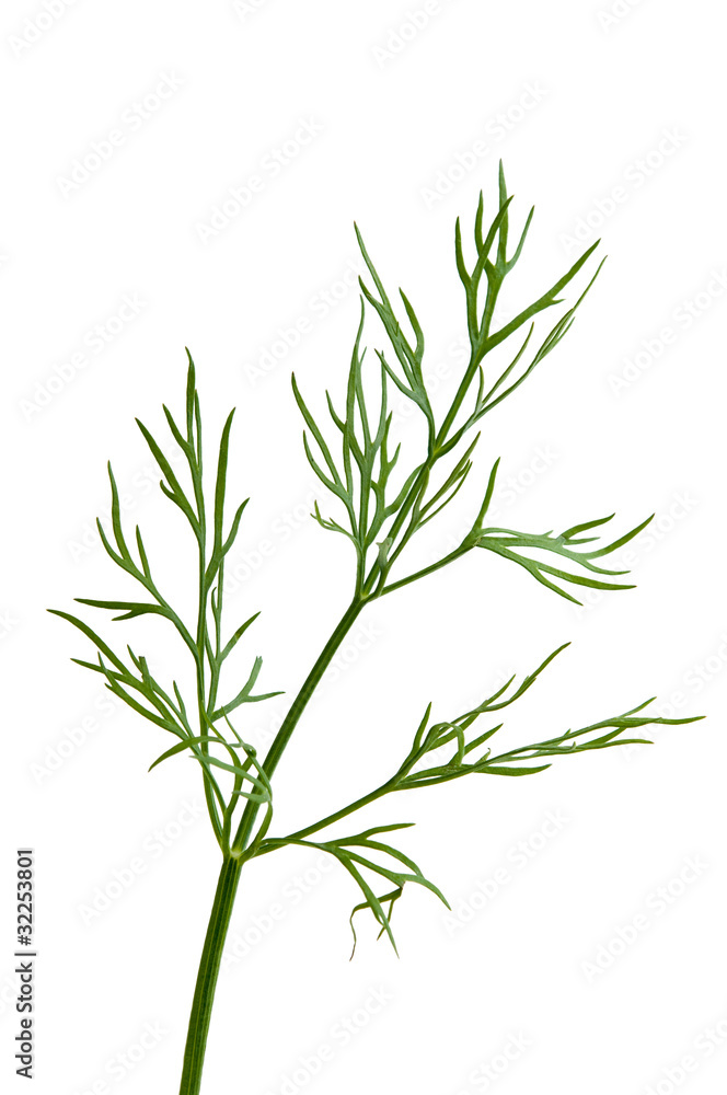 Dill Dill