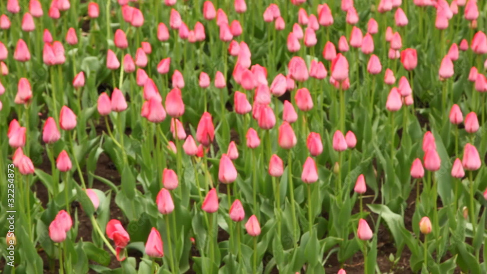 hands boy claps clapperboard on field with tulips hands boy claps clapperboard on field with tulips