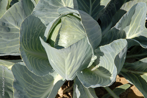 Fotografi Chou, Brassica oleracea 'Consul'