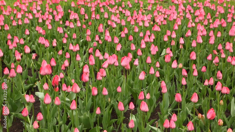 large glade with lots of tulips, slightly waving in wind large glade with lots of tulips, slightly waving in wind