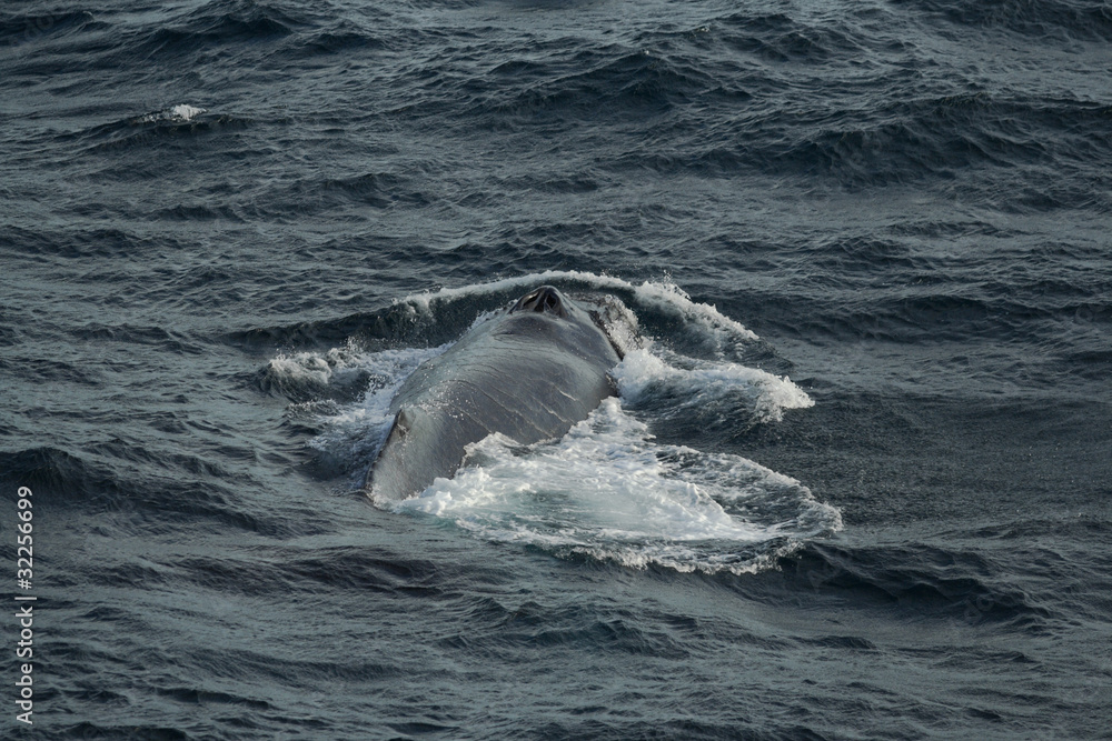 Obraz premium Humpback whale taking a dive offshore west coast of Australia