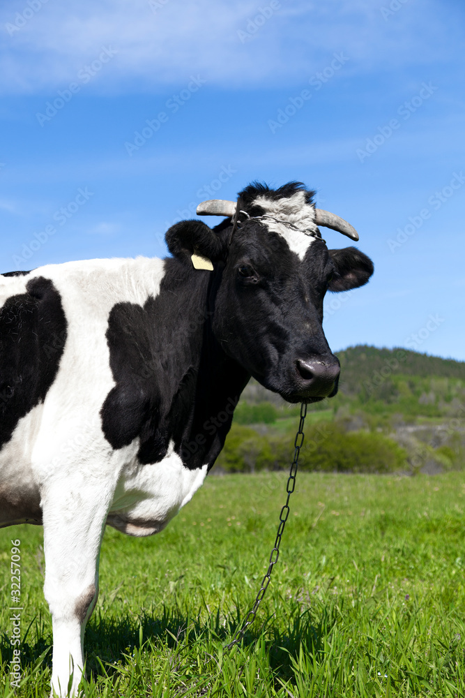 Black and white cow