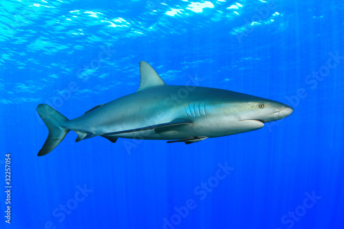 Gray Reef Shark  Carcharhinus amblyrhynchos 